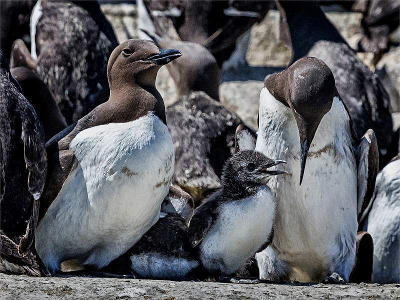 Set3.2 Guillemot Familly_Tom Rose.jpg - nacton cup